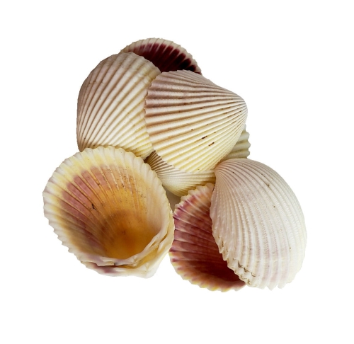 MUSZELKI OZDOBNE