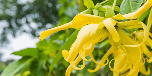 ZAPACH DO ŚWIEC W SZKLE - YLANG YLANG (10ml)
