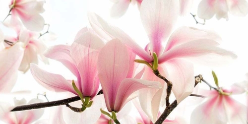 magnolia 2.jpg