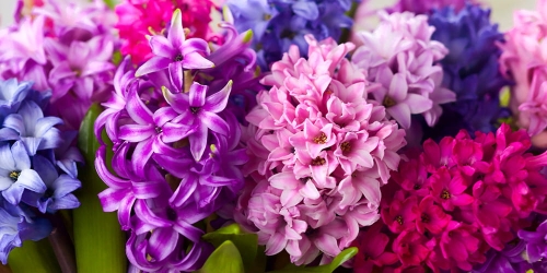 hyacinthh.jpg