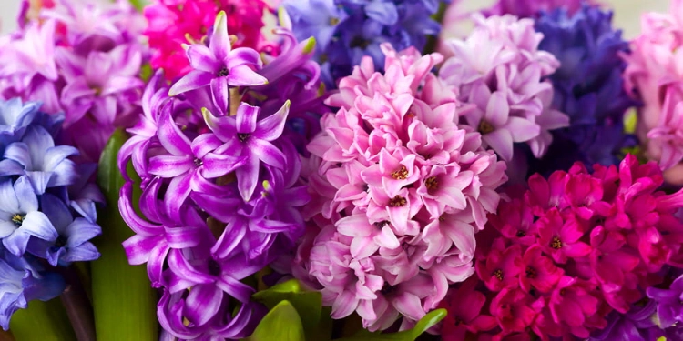 hyacinthh.jpg