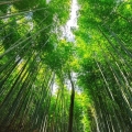 japanese bambooo.jpg
