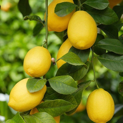 lemonn.jpg