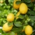 lemonn.jpg
