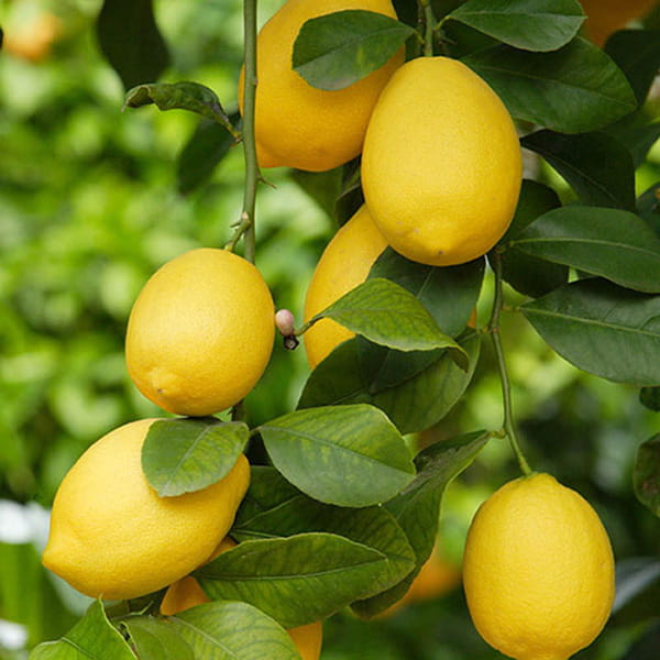 lemonn.jpg