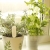 lemon balm rosemaryy.jpg