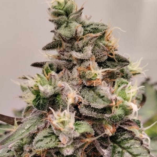 cashmere kushH.jpg