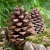 ZAPACH DO ŚWIEC - Pine
