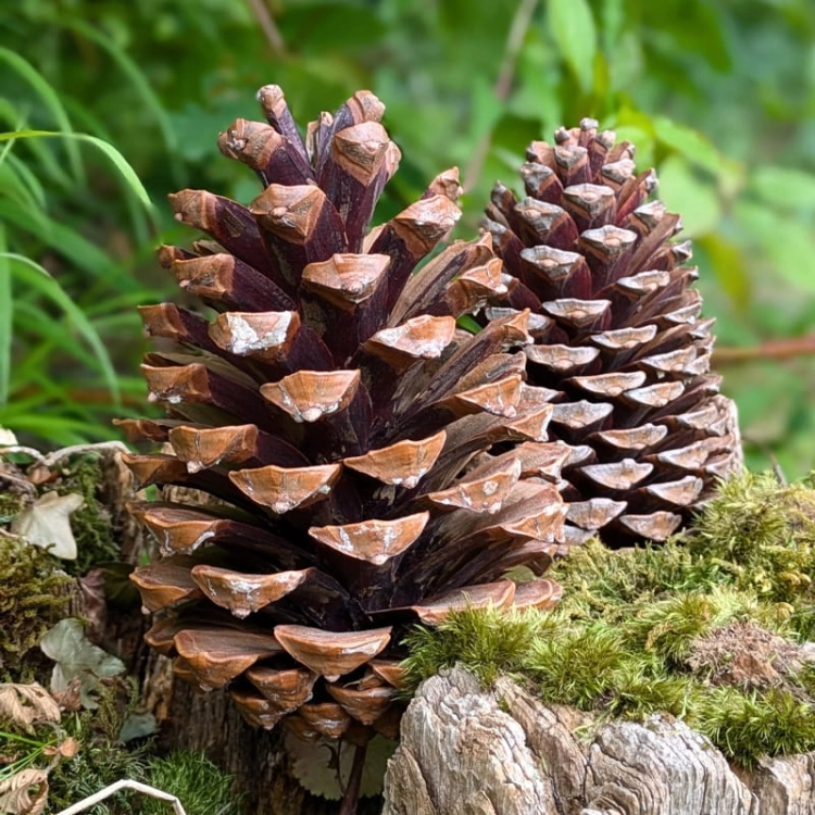 ZAPACH DO ŚWIEC - Pine